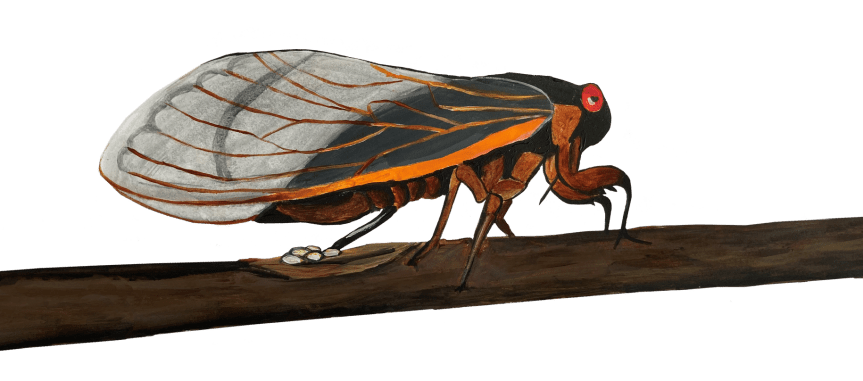 El escándalo de las cigarras&nbsp;periódicas