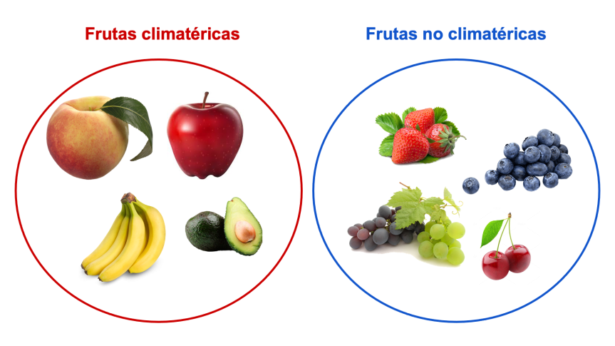¿Cómo se regula la maduración de las&nbsp;frutas?