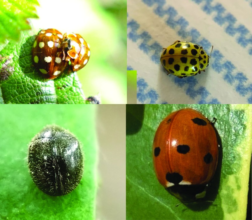 Control de plagas con enemigos naturales. Las&nbsp;mariquitas.