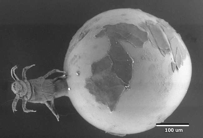 Picazón por ácaros de hoja de roble y su relación con los huevos de cigarras&nbsp;periódicas
