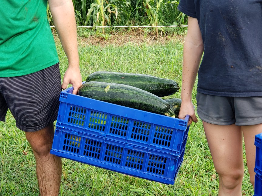 Consideraciones postcosecha para&nbsp;cucurbitáceas