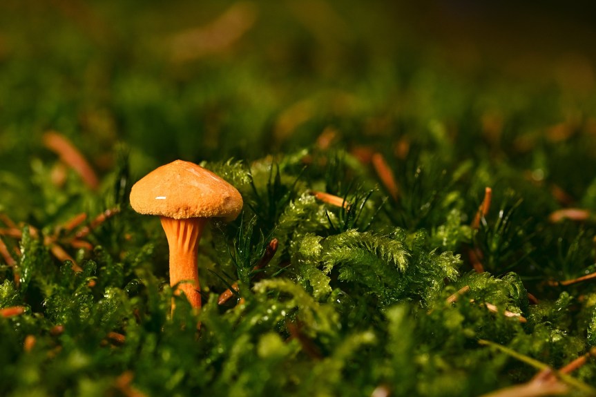 La increíble biología y diversidad de los&nbsp;hongos