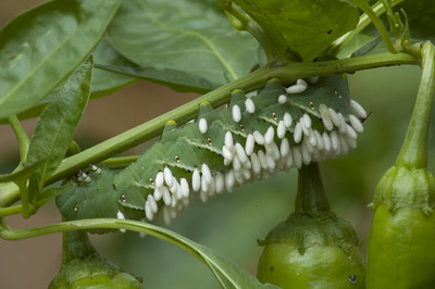 Control biológico de plagas. Los&nbsp;parasitoides