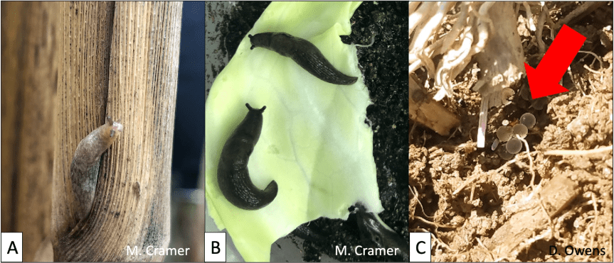 Manejo de babosas en campos y&nbsp;huertas