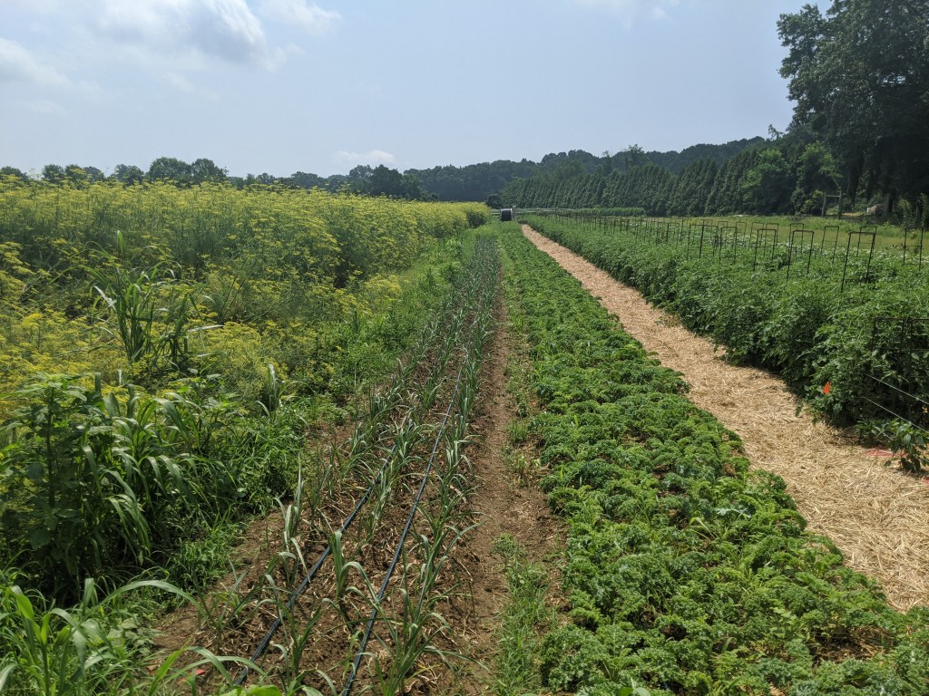 Siembra Directa: Cómo Afecta Su Uso A La Agricultura, image size:1024x768