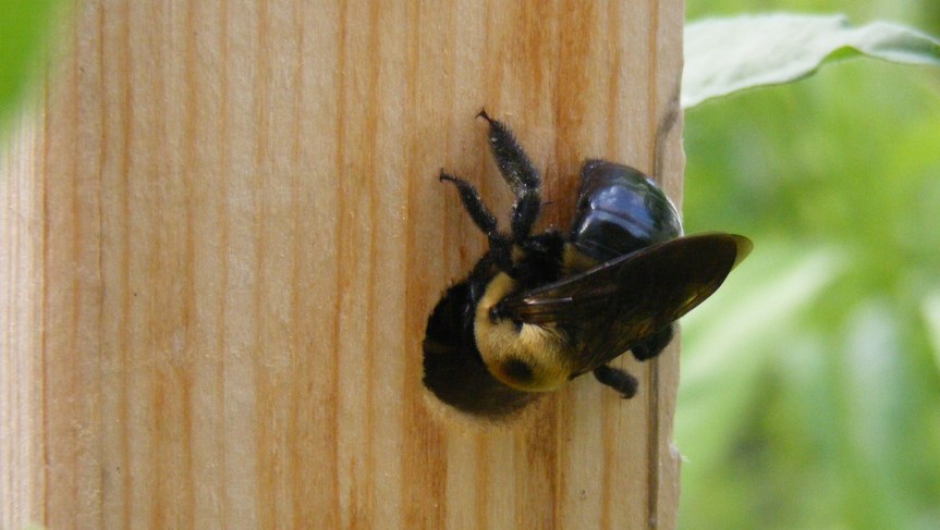Abejas carpinteras: ¿polinizadores o&nbsp;plaga?