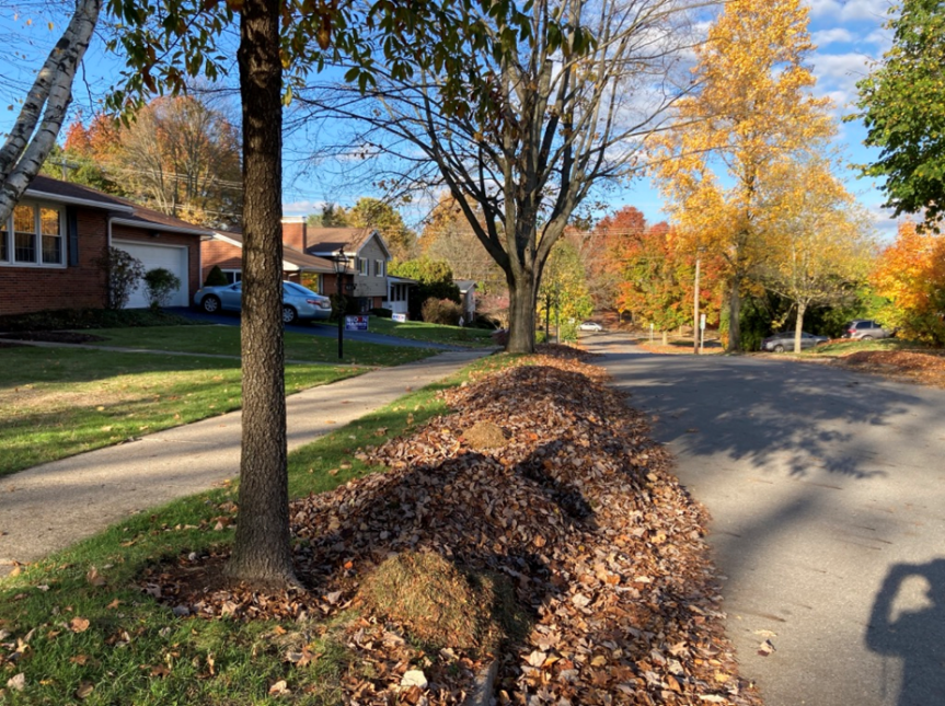 Cómo proteger a los insectos durante el&nbsp;invierno