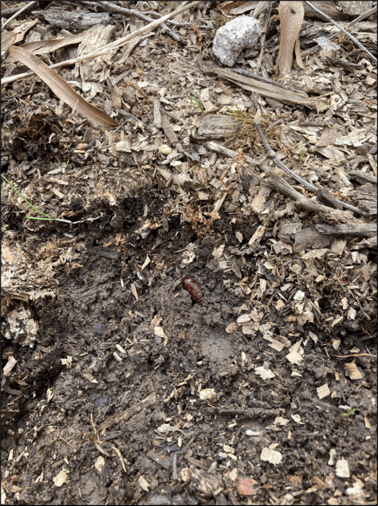 This image has an empty alt attribute; its file name is pupation.png