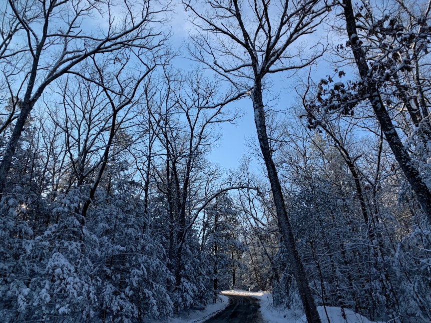 Insectos que se congelan durante el&nbsp;invierno
