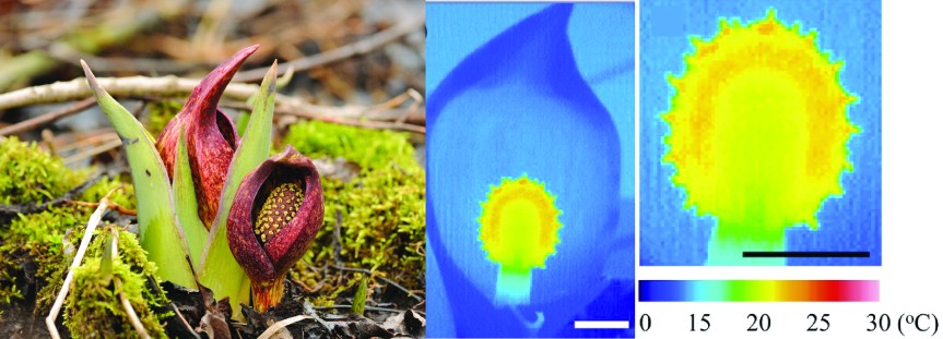 Plantas que producen&nbsp;calor