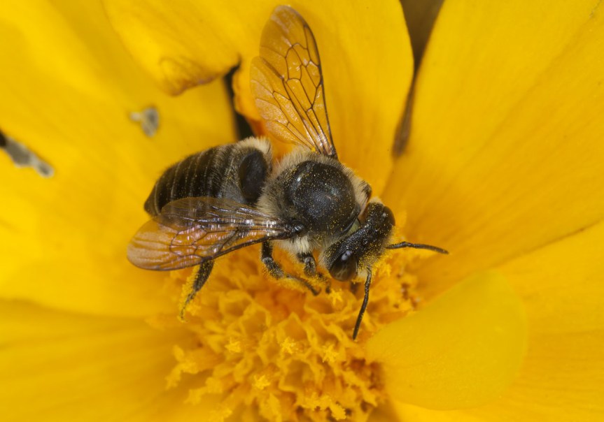 Las fascinantes abejas cortadoras de&nbsp;hojas