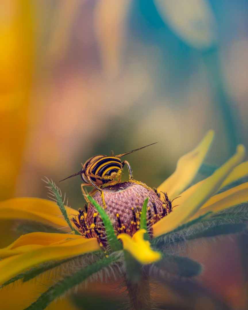 ¡Y el premio al polinizador del año va para los&nbsp;sírfidos!