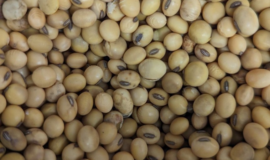 Una revisión de la producción de granos en Maryland Extensión en Español