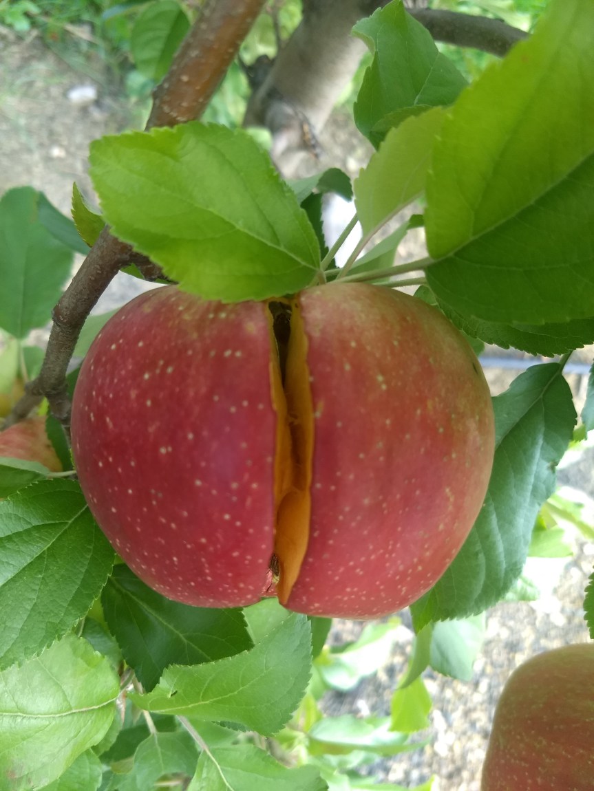 ¿Cómo impactan las lluvias de verano a la calidad de la&nbsp;fruta?