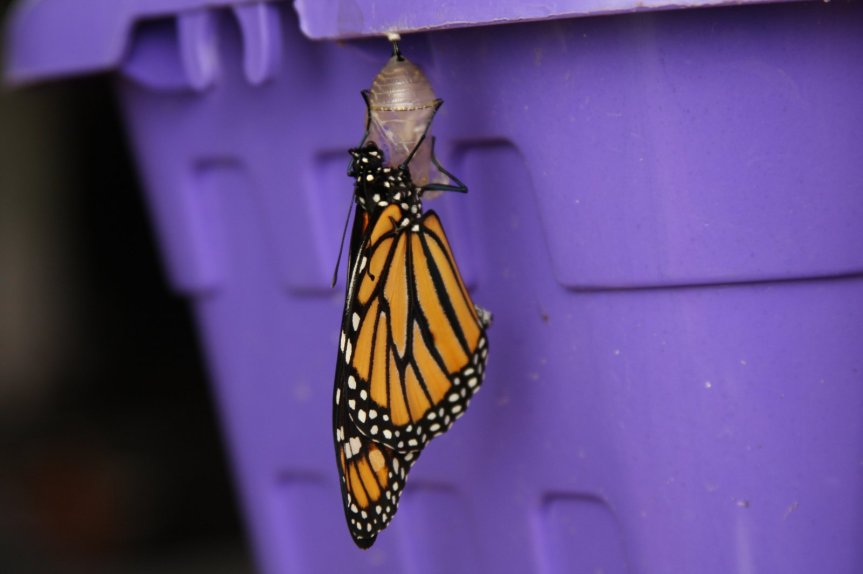 El miedo a los insectos: Entendiendo nuestros miedos para ayudar a la&nbsp;conservación