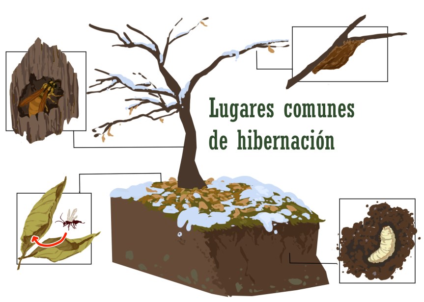 Oro Otoñal: ¡No deje que la hojarasca se&nbsp;desperdicie!