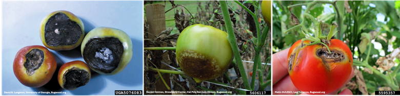 ¿Sus plantas están enfermas? ¡El Laboratorio de Diagnóstico de Plantas de la Universidad de Maryland le puede&nbsp;ayudar!