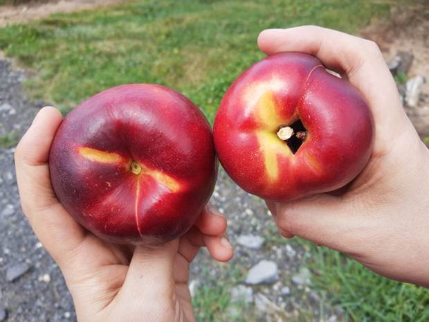 Two hands holding a nectarine each. Dos manos sosteniendo cada una una nectarina.