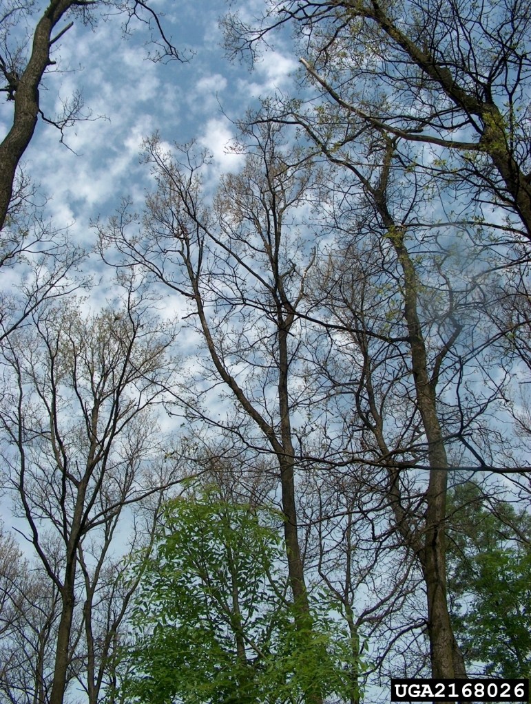 Arboles sin hojas con cielo de fondo.