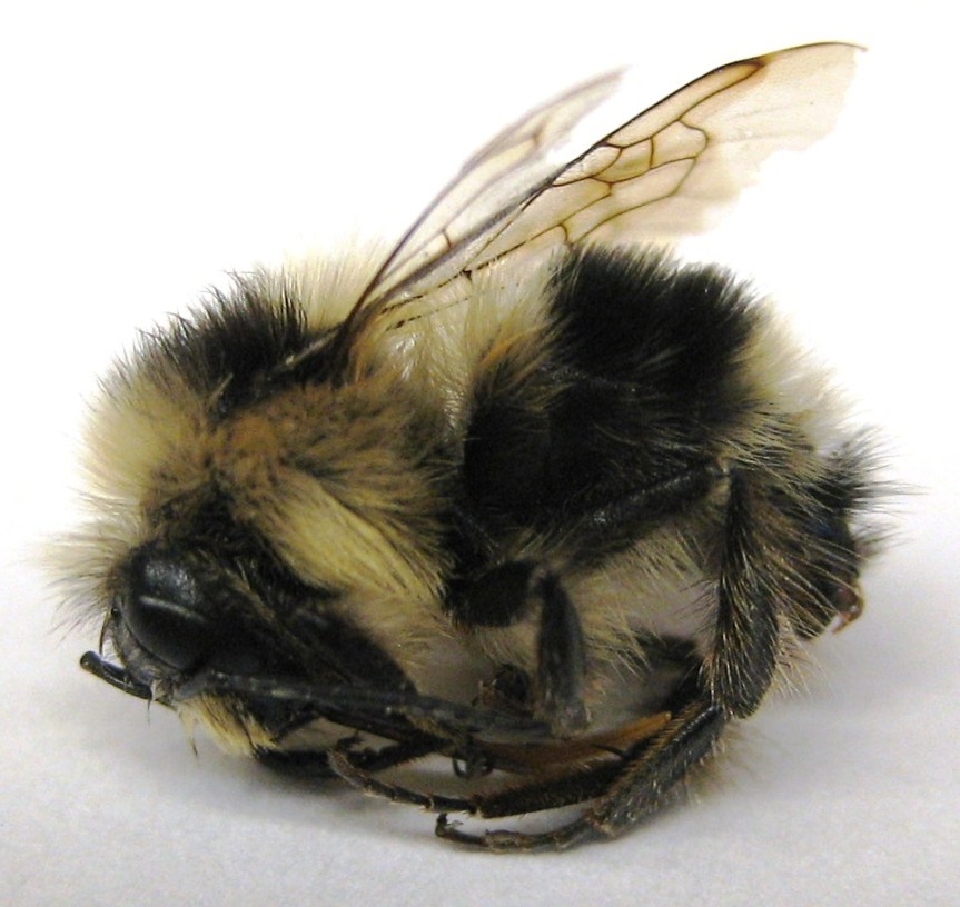 Vi muchos insectos muertos: qué hacer y por qué es&nbsp;importante