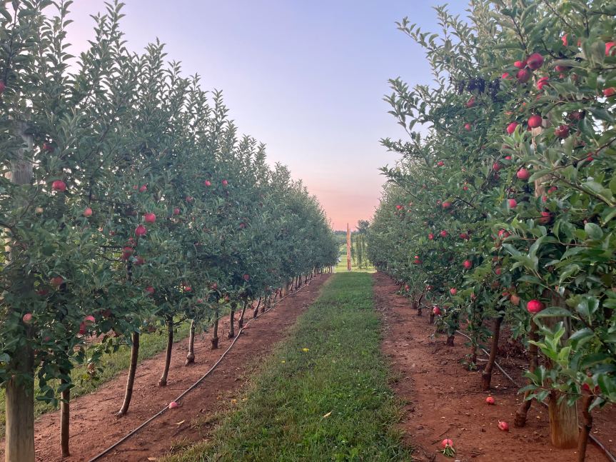 Dos hileras de manzanos separados por hierbas.