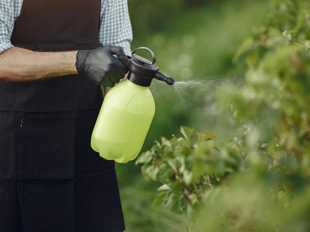 ¿Necesita usar un pesticida? La importancia de leer y seguir las instrucciones de la&nbsp;etiqueta