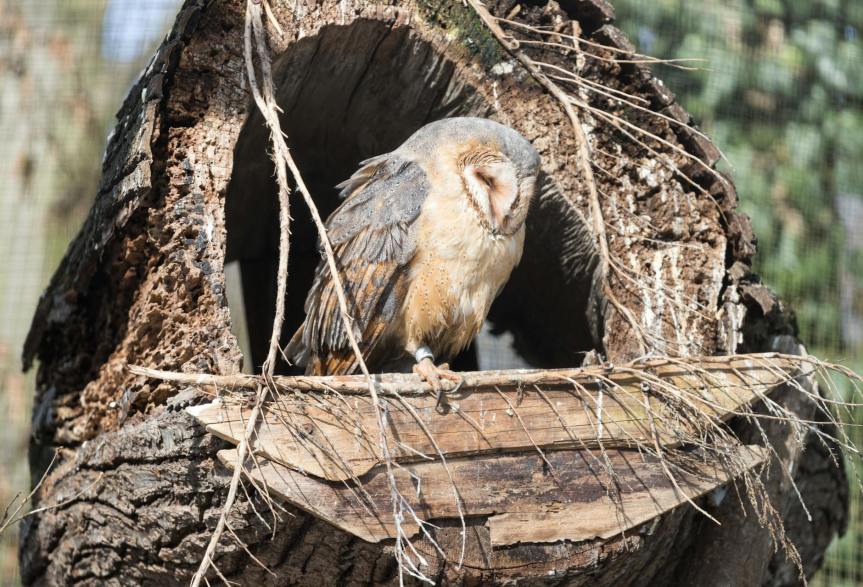 Ayude a la recuperación de aves rapaces mientras controla plagas en tierras agrícolas – Programa de Rapaces de Tierras Agrícolas de la Asociación para la Conservación de las Aves de&nbsp;Maryland