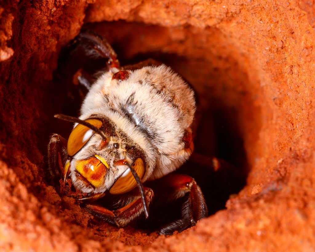 Abeja saliendo de su nido