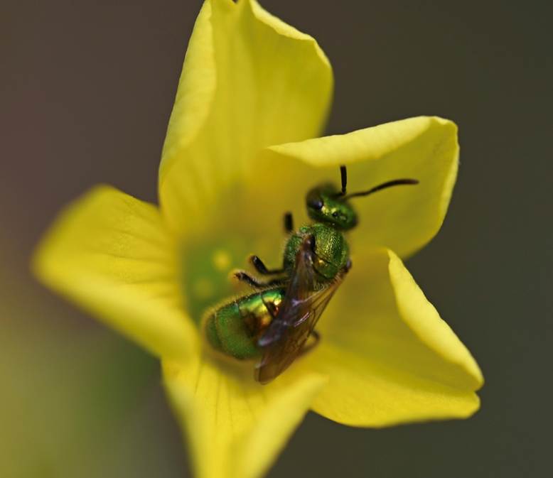 abeja en una flor