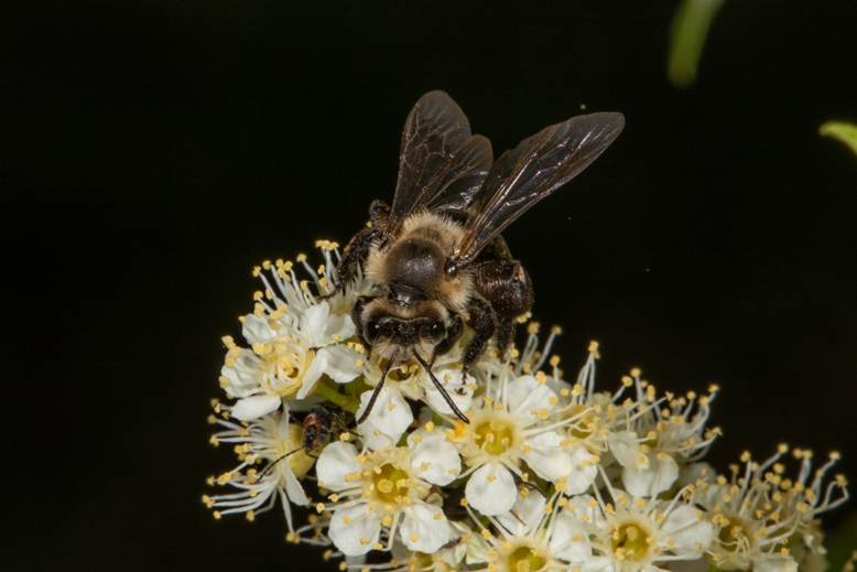 abeja sobre flores