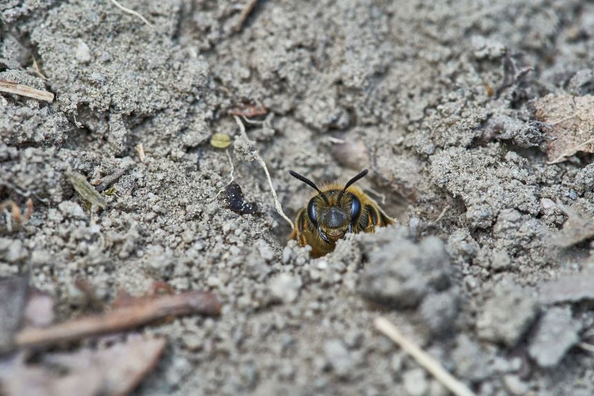 Pequeñas pero poderosas. Las increíbles abejas que anidan en el&nbsp;suelo