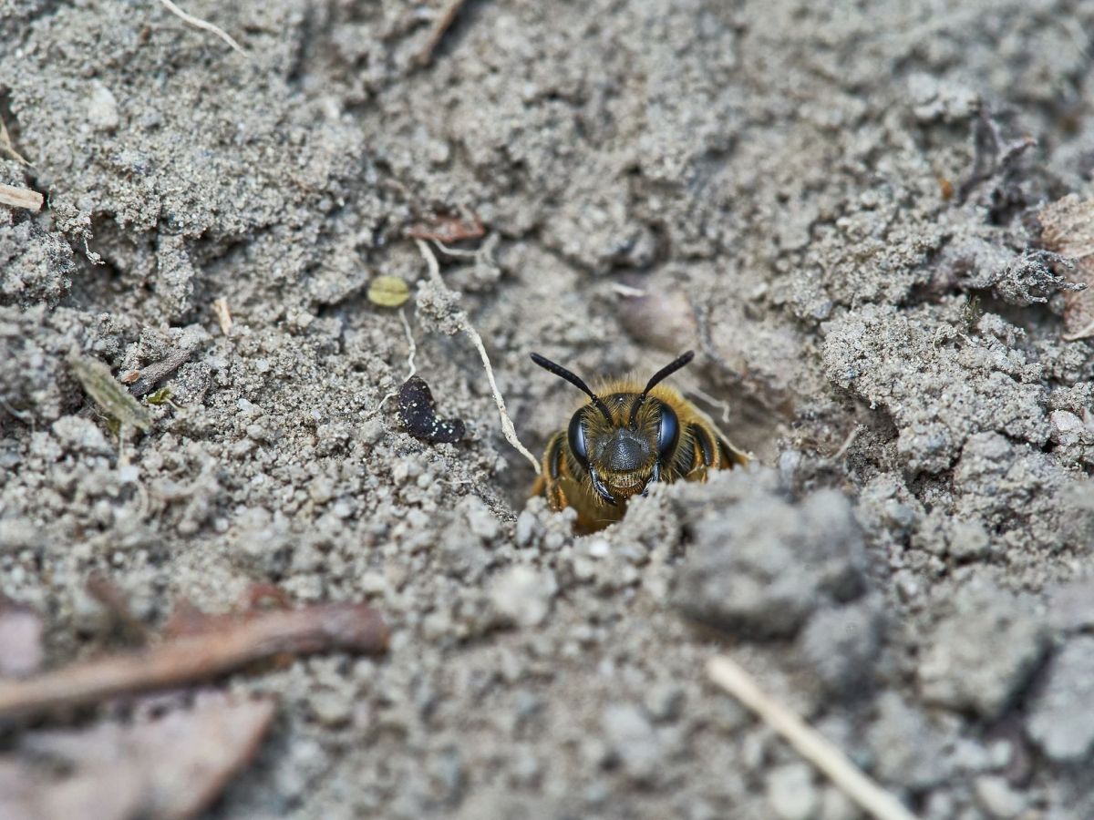 Pequeñas pero poderosas. Las increíbles abejas que anidan en el&nbsp;suelo