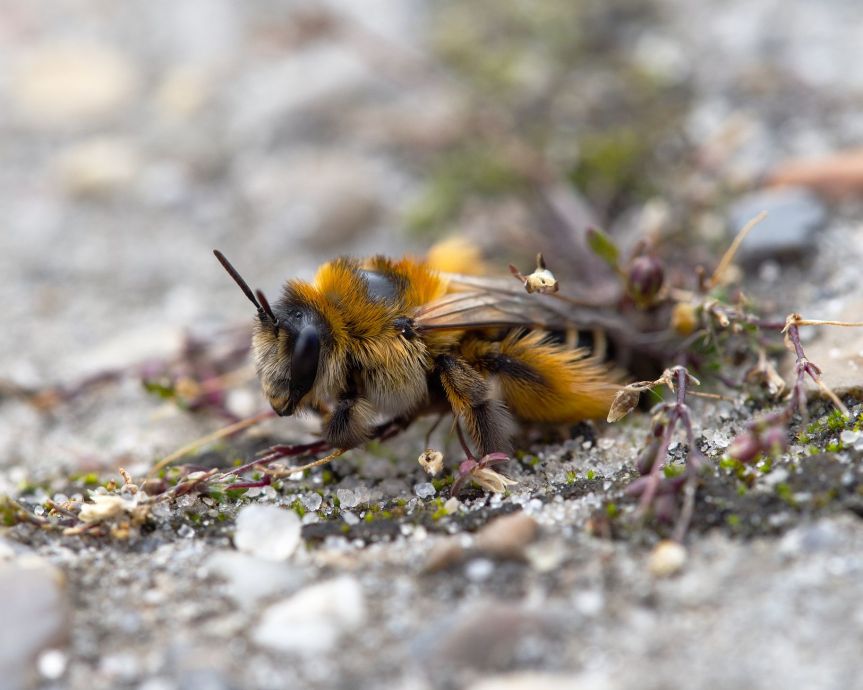 Ayude a descubrir el mundo oculto de las abejas que anidan en el&nbsp;suelo