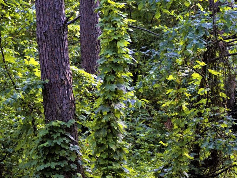 Plantas ornamentales invasoras y variedades&nbsp;estériles