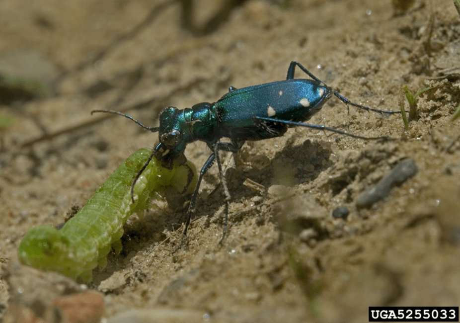 Escarabajo verde en el suelo con una oruga en las mandibulas