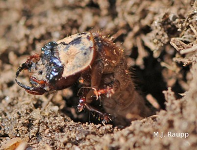 Larva de escarabajo tigre saliendo del suelo