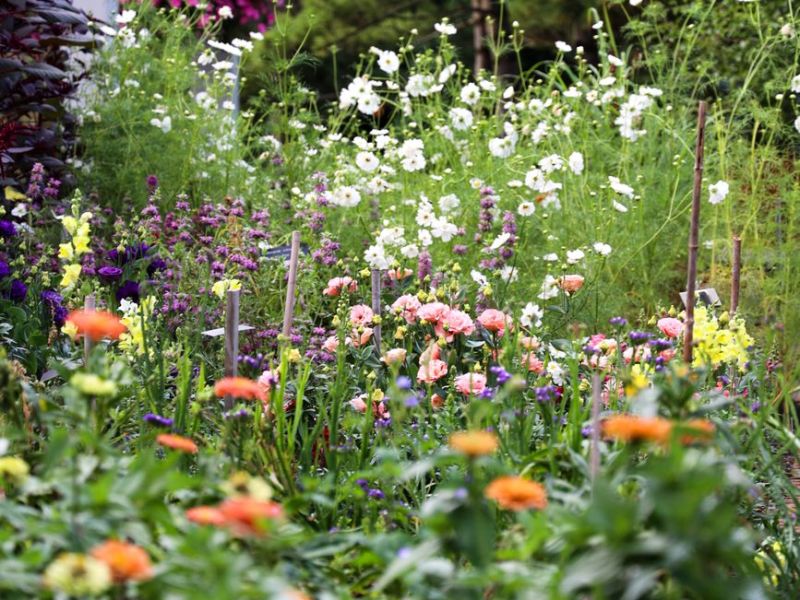 Plantas no nativas: ¿buenas o malas para los&nbsp;polinizadores?