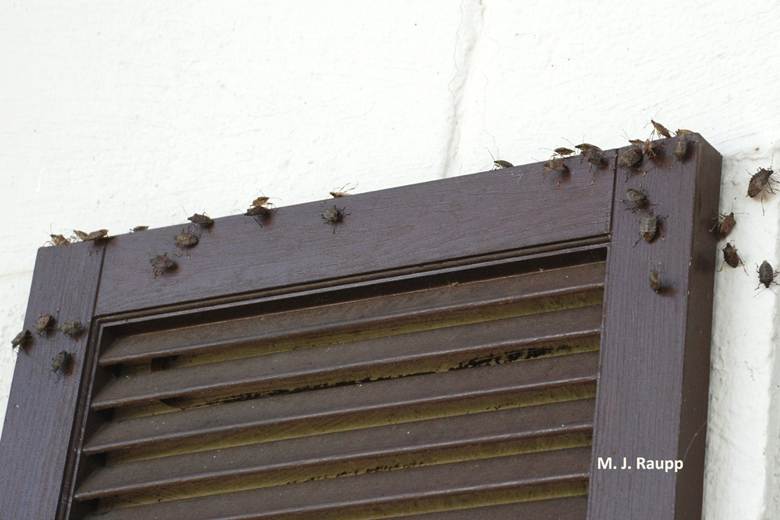 ventana de madera con muchas chinches