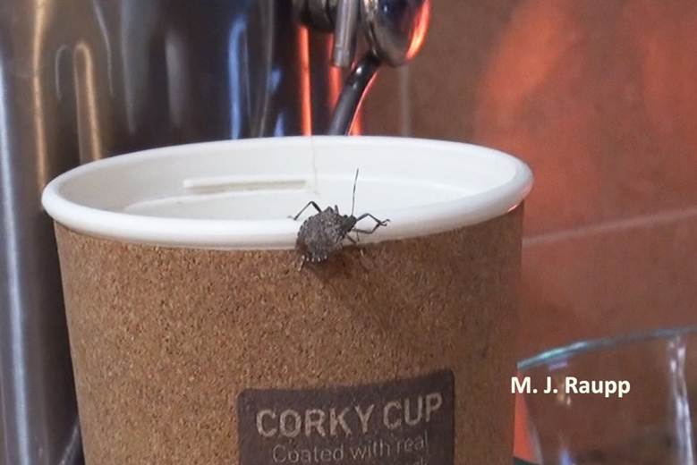 chinche en el borde de una taza de corcho
